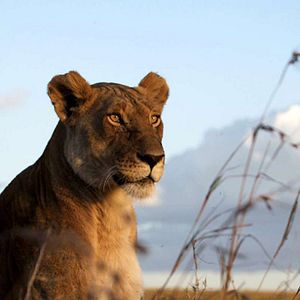 Foto Grandes Felinos Africanos: El reino del coraje
