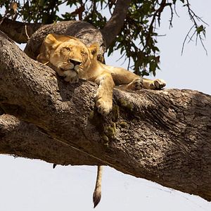 Foto Grandes Felinos Africanos: El reino del coraje
