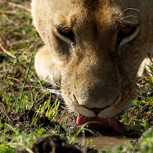 Foto Grandes Felinos Africanos: El reino del coraje