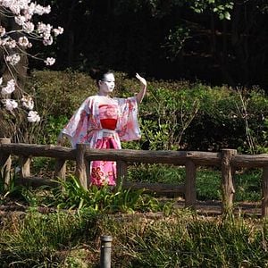 Foto Cerezos en flor