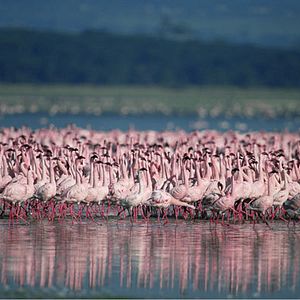 Foto Disneynature. Crimson Wing