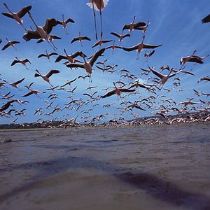 Foto Disneynature. Crimson Wing