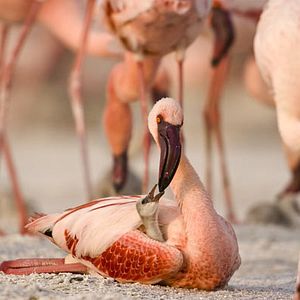 Foto Disneynature. Crimson Wing