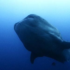 Foto Tiburón, en las garras del hombre