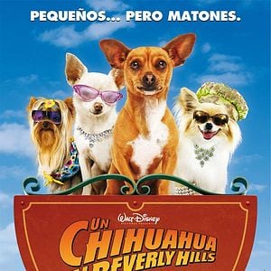 Foto Un chihuahua en Beverly Hills