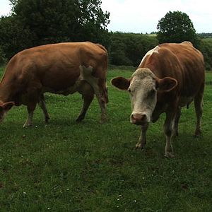 Foto Matthieu Levain