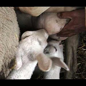 Foto Catherine Pozzo Di Borgo