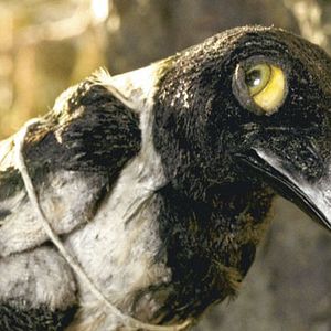 Foto Suzie Templeton