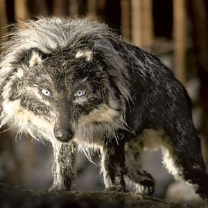 Foto Suzie Templeton