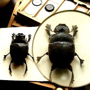 Foto La duda de Darwin