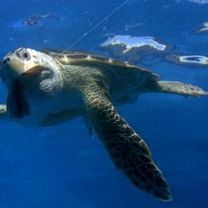 Foto El viaje de la tortuga