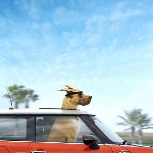 Marmaduke - Película 2010