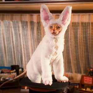 Foto Como perros y gatos: La revancha de Kitty Galore