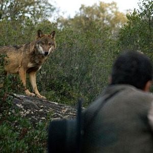 Foto Entre lobos