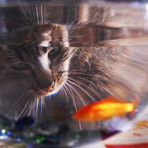 Foto Frédéric Goupil