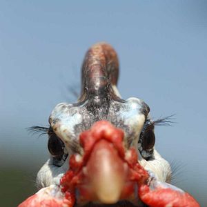 Foto Frédéric Goupil