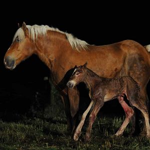 Foto Frédéric Goupil