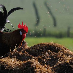 Foto Frédéric Goupil