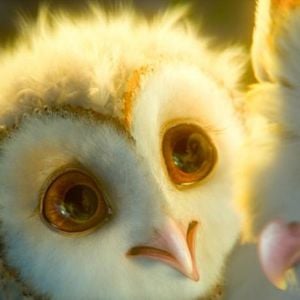 Foto Ga'Hoole. La leyenda de los guardianes