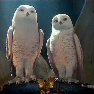 Foto Ga'Hoole. La leyenda de los guardianes