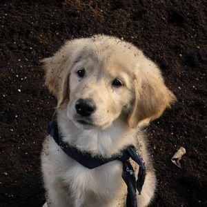 Foto Navidad con los Buddies: En busca de Santa Can