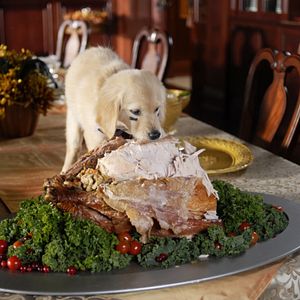 Foto Navidad con los Buddies: En busca de Santa Can