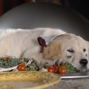 Foto Navidad con los Buddies: En busca de Santa Can