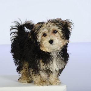 Foto Navidad con los Buddies: En busca de Santa Can