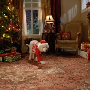 Foto Navidad con los Buddies: En busca de Santa Can