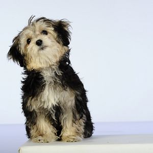 Foto Navidad con los Buddies: En busca de Santa Can