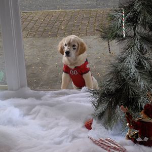 Foto Navidad con los Buddies: En busca de Santa Can