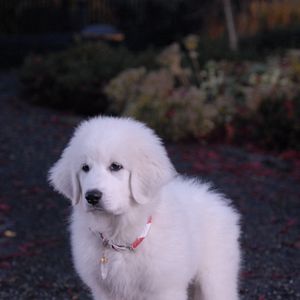 Foto Navidad con los Buddies: En busca de Santa Can