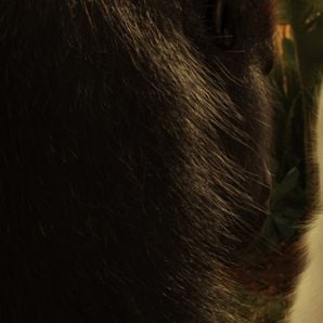 Foto Copito de nieve