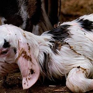 Foto Le Quattro Volte