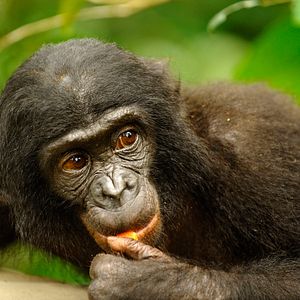 Foto Bonobos