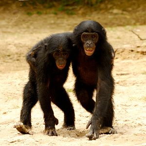 Foto Bonobos