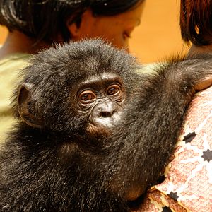 Foto Bonobos