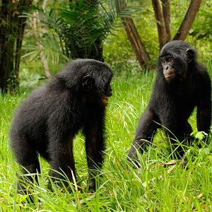 Foto Bonobos