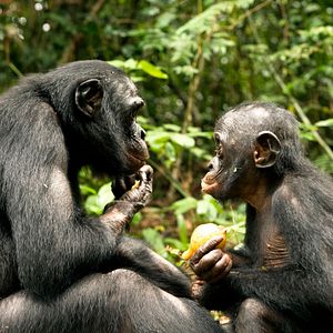 Foto Bonobos