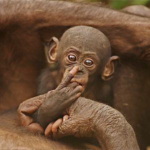 Foto Bonobos
