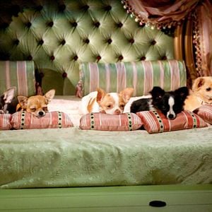 Foto Un chihuahua en Beverly Hills 2