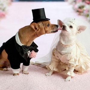 Foto Un chihuahua en Beverly Hills 2