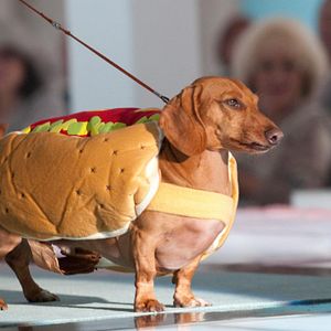 Foto Un chihuahua en Beverly Hills 2