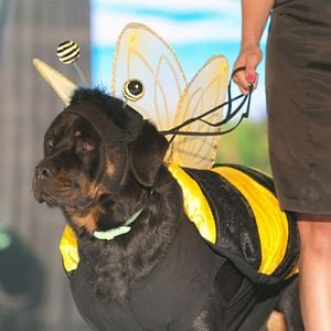 Foto Un chihuahua en Beverly Hills 2