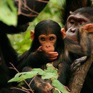 Foto El viaje de Jane