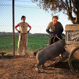 Foto Un cerdo en Gaza
