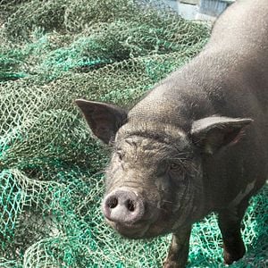 Foto Un cerdo en Gaza