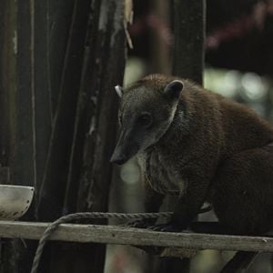 Foto Operación Jaque