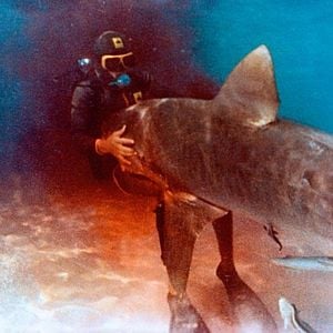 Foto El cazador de tiburones