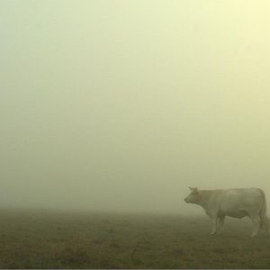 Foto Bovines